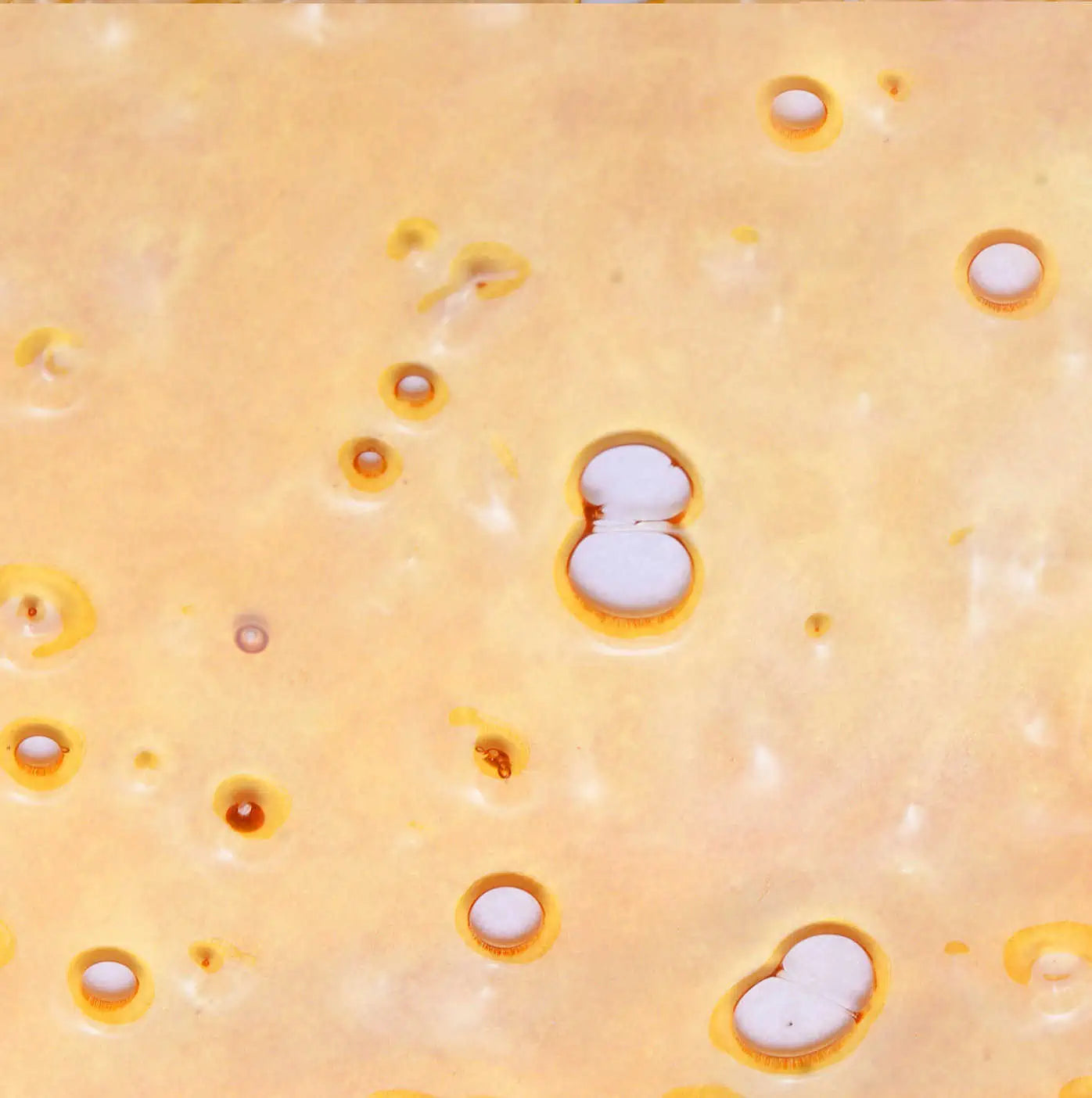 Red Congolese | Shatter